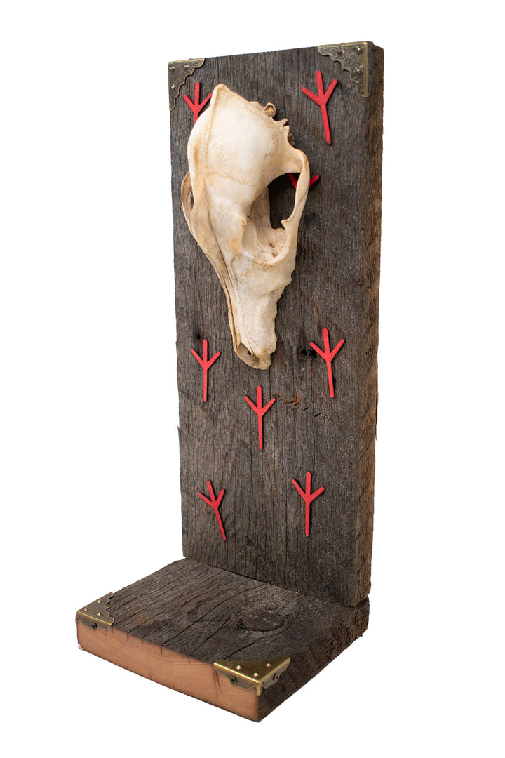 Coyote Skull Algiz Protection Altar