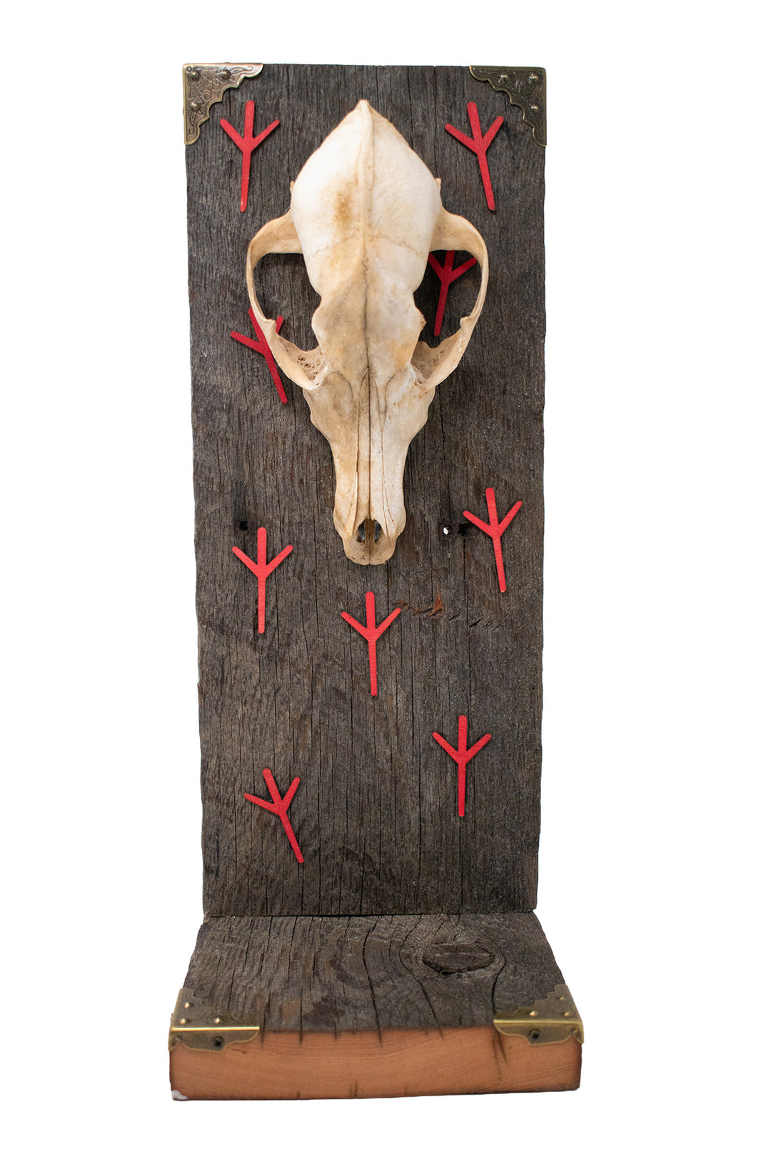 Coyote Skull Algiz Protection Altar