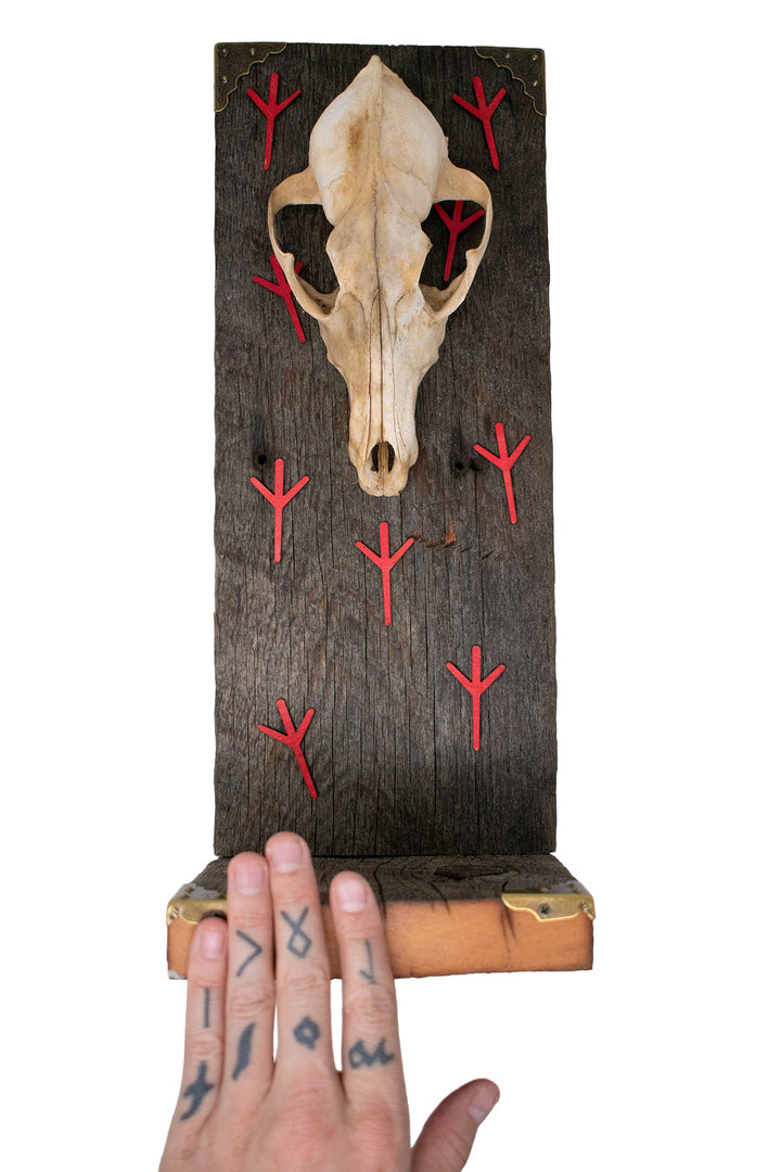 Coyote Skull Algiz Protection Altar