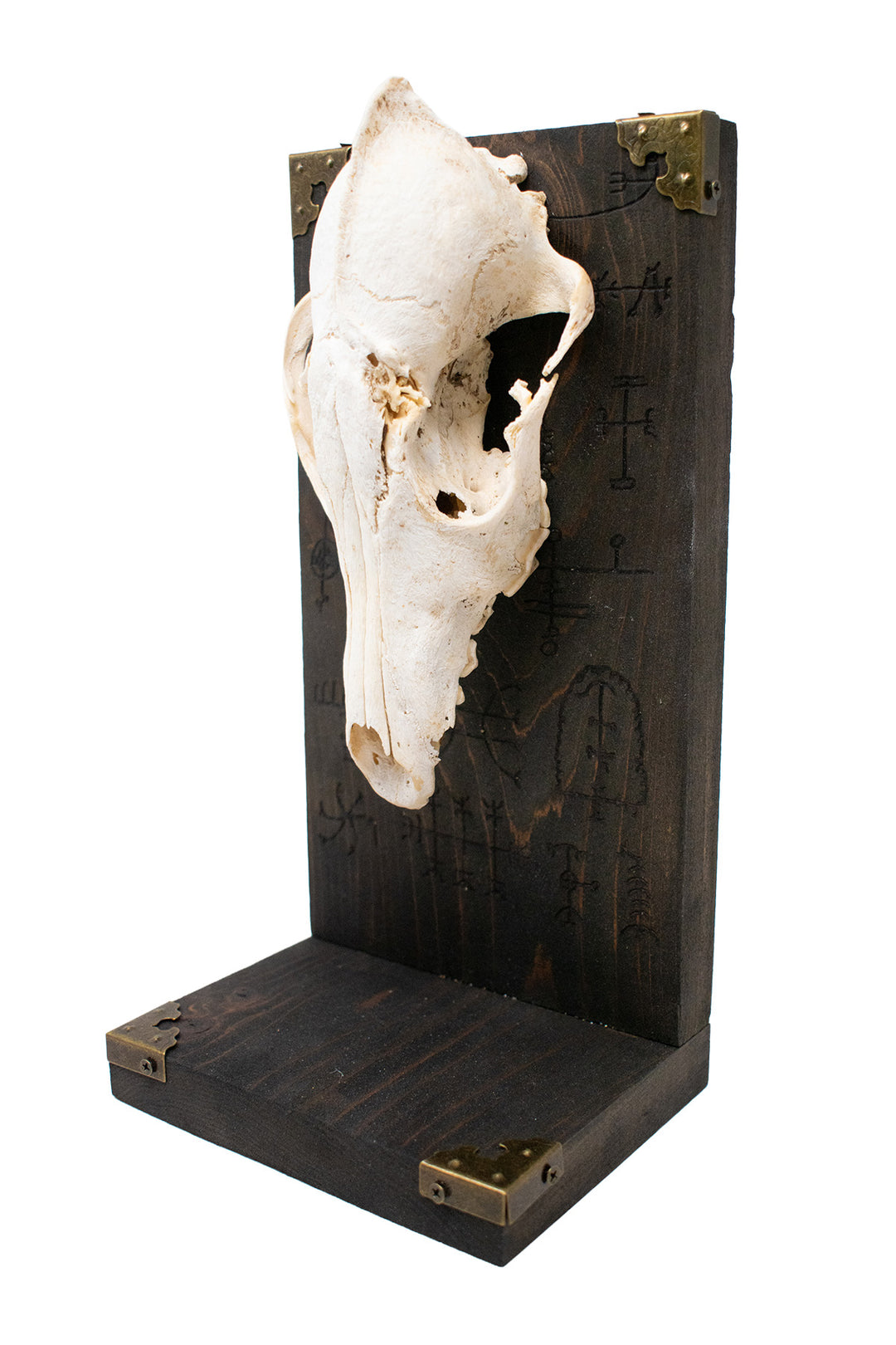 Coyote Skull Altar with Icelandic Magical Staves