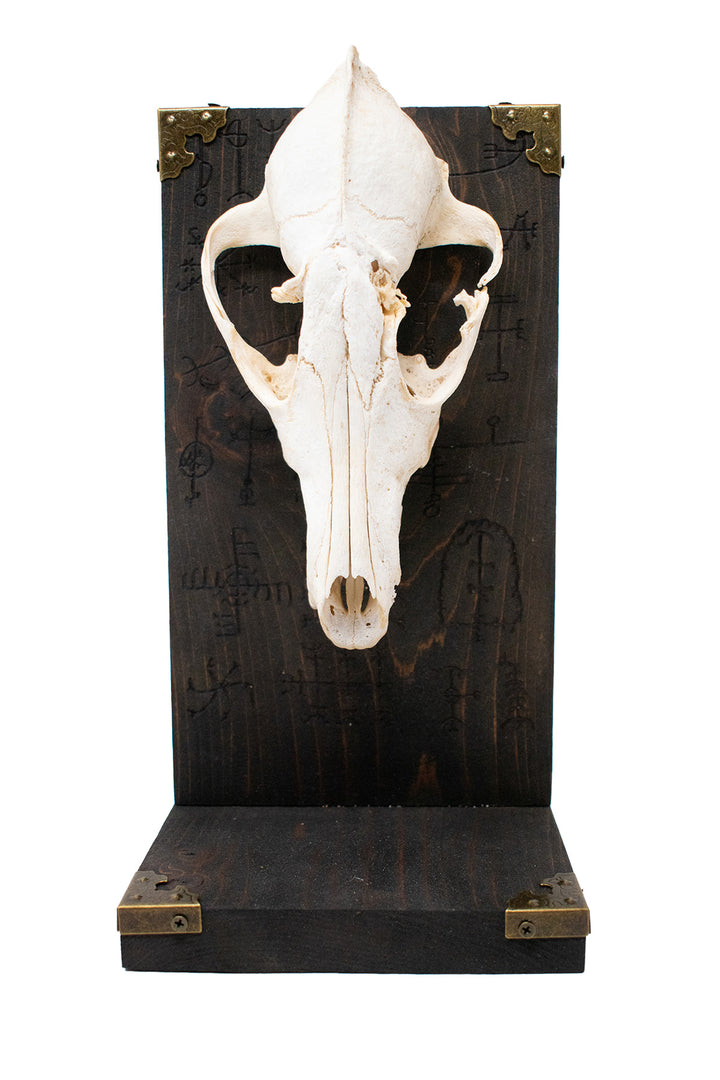 Coyote Skull Altar with Icelandic Magical Staves