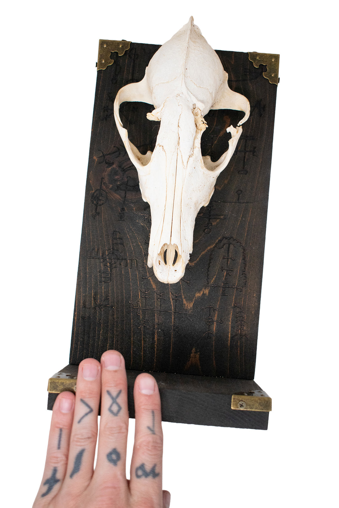 Coyote Skull Altar with Icelandic Magical Staves