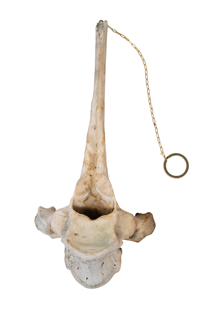 Cow Vertebra Home Protection Bindrune Chime
