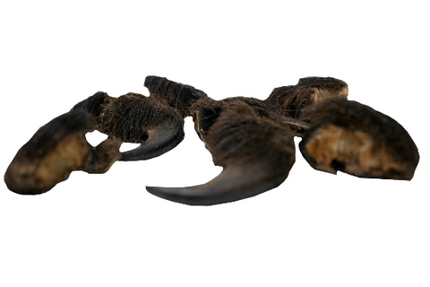Image of XXL Black bear claw - with fur - 1 CLAW