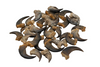 Black bear claws - hair removed - 1 CLAW